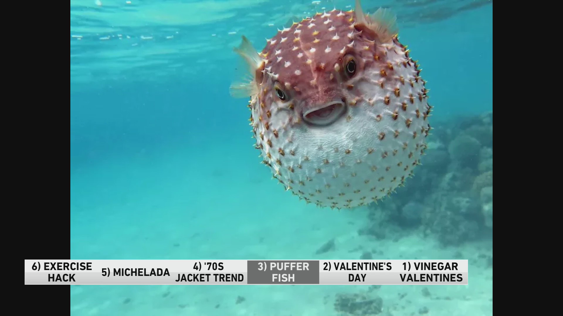 6@6: 1 fun fact about pufferfish – WGN-TV