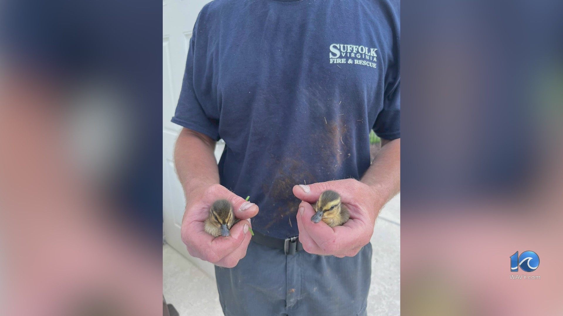 Suffolk firefighters rescue ducklings stuck in storm drain – WAVY.com