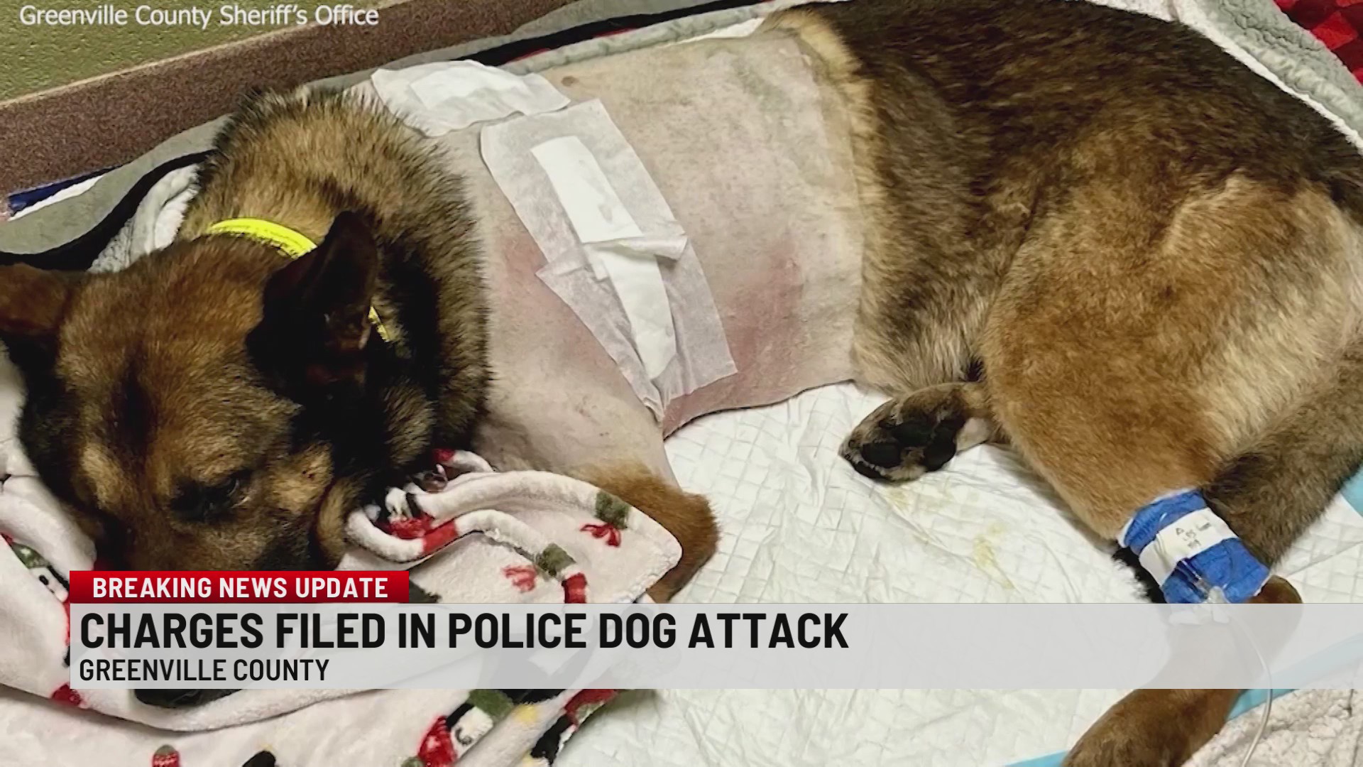 SLED announces charges for man accused of stabbing Greenville County K9 ...