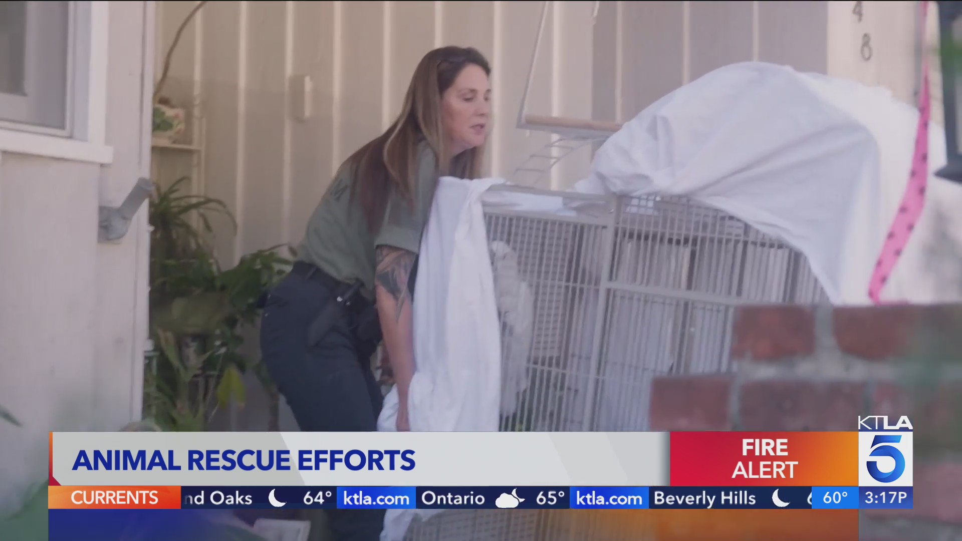 Animal rescue groups saving pets from the wildfire evacuation zones – KTLA