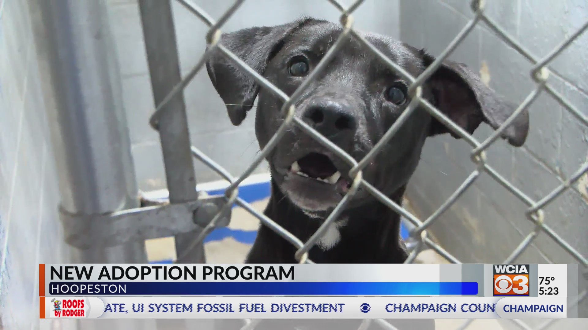 Hoopeston’s animal shelter offers to pay medical bills, food, adoption