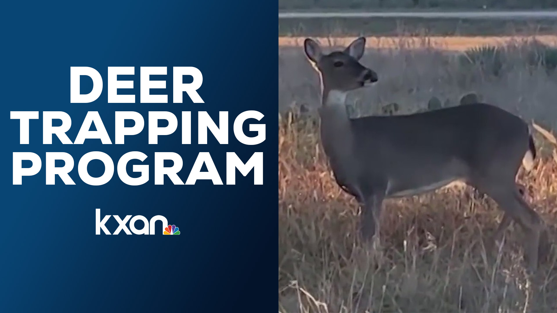 Animal Control System ‘Abusive system of animal control’ | Neighbors worried of possible ...