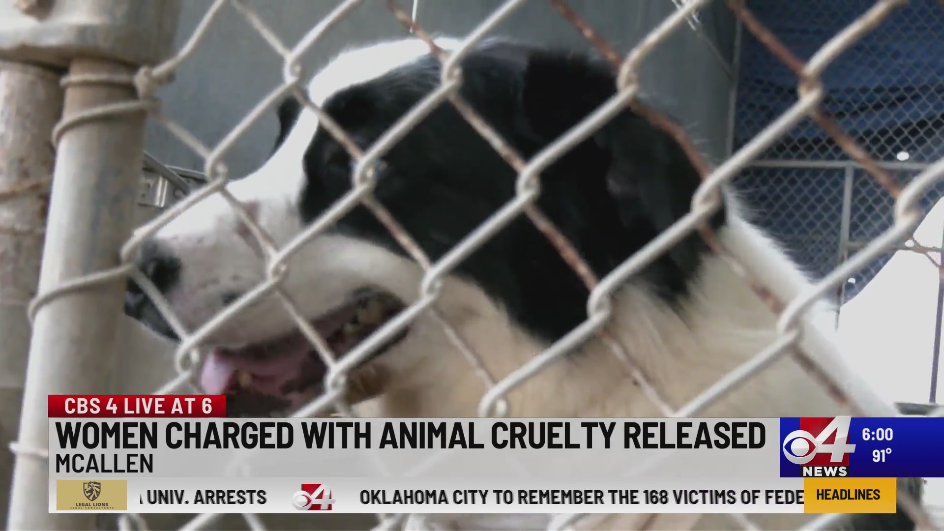 Women charged with animal cruelty released – KVEO-TV