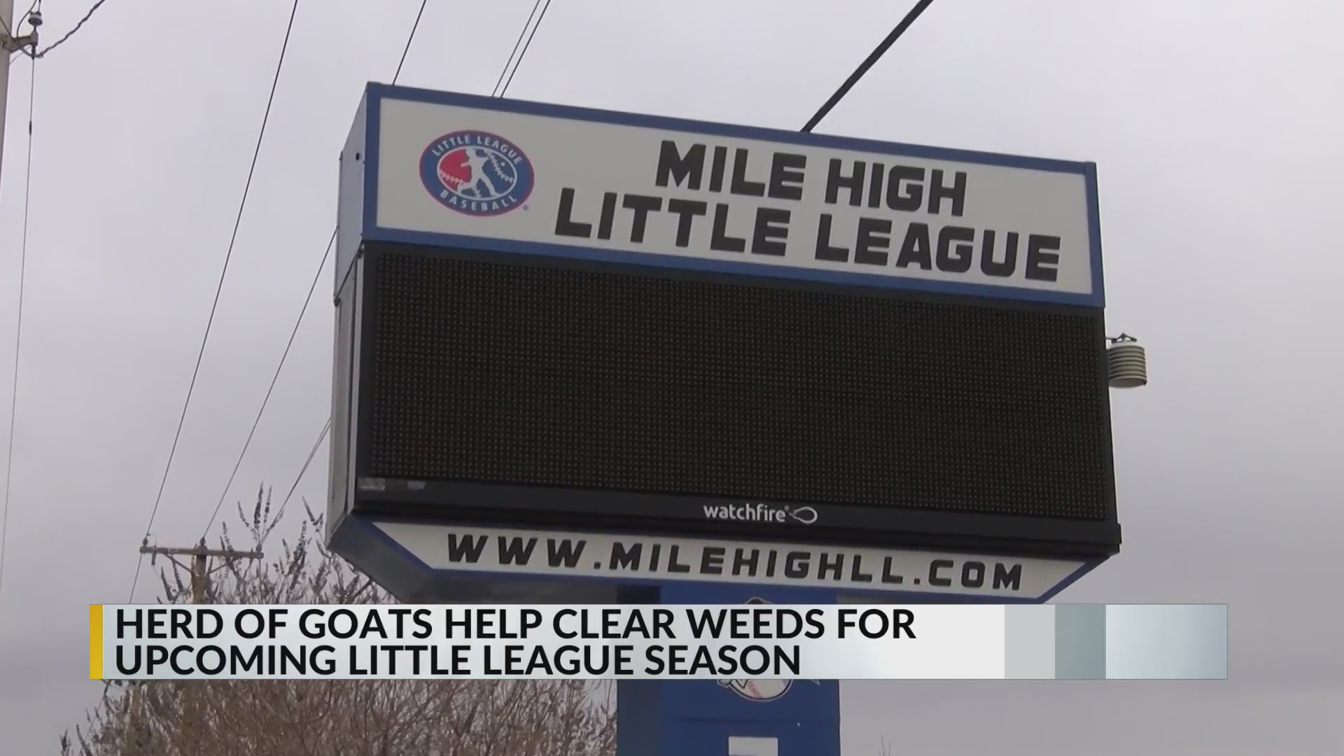‘Galloping Goats’ help clear out Albuquerque little league fields ...