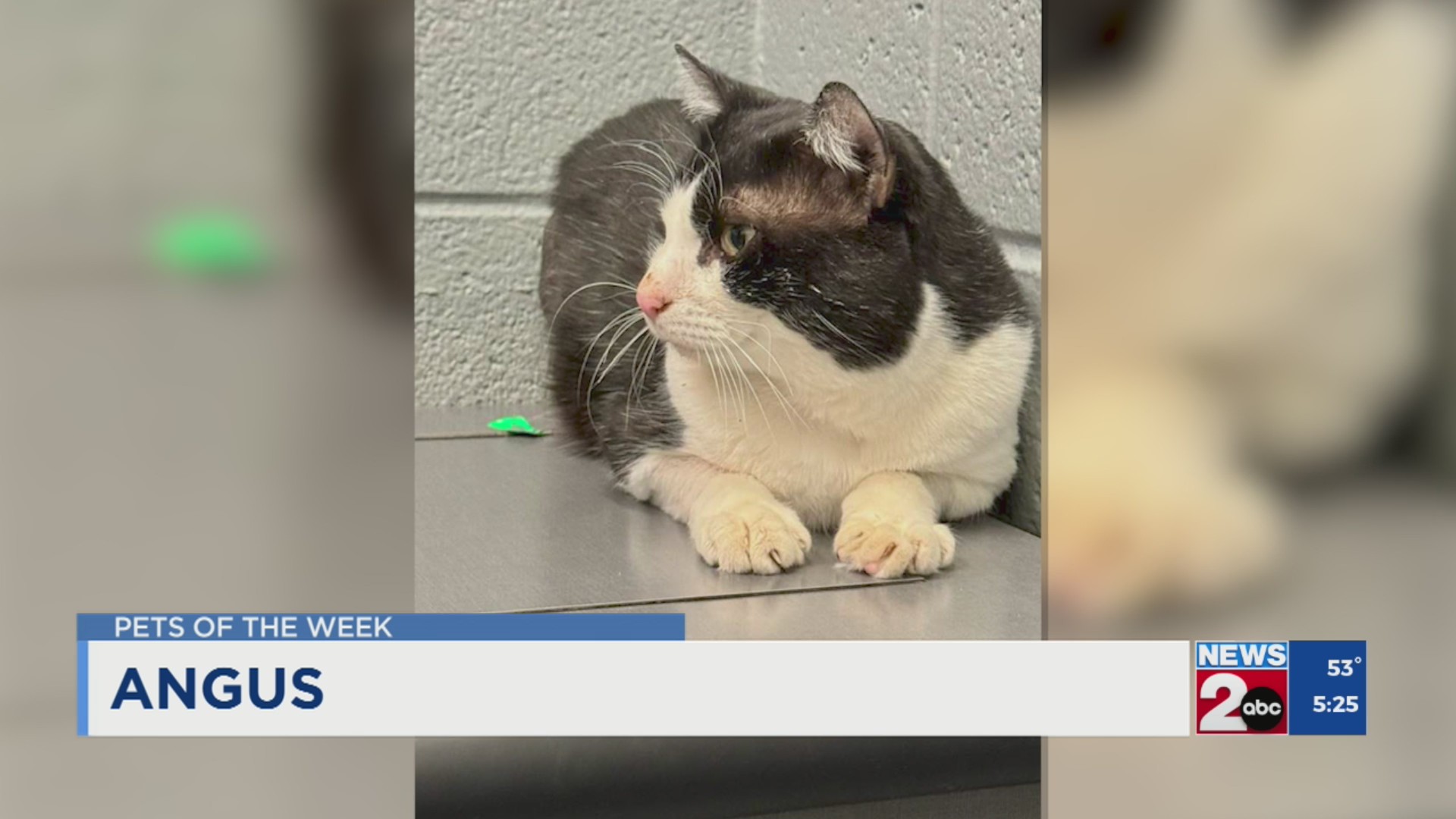 Pets of the Week for Dec. 10, 2024 – WKRN News 2