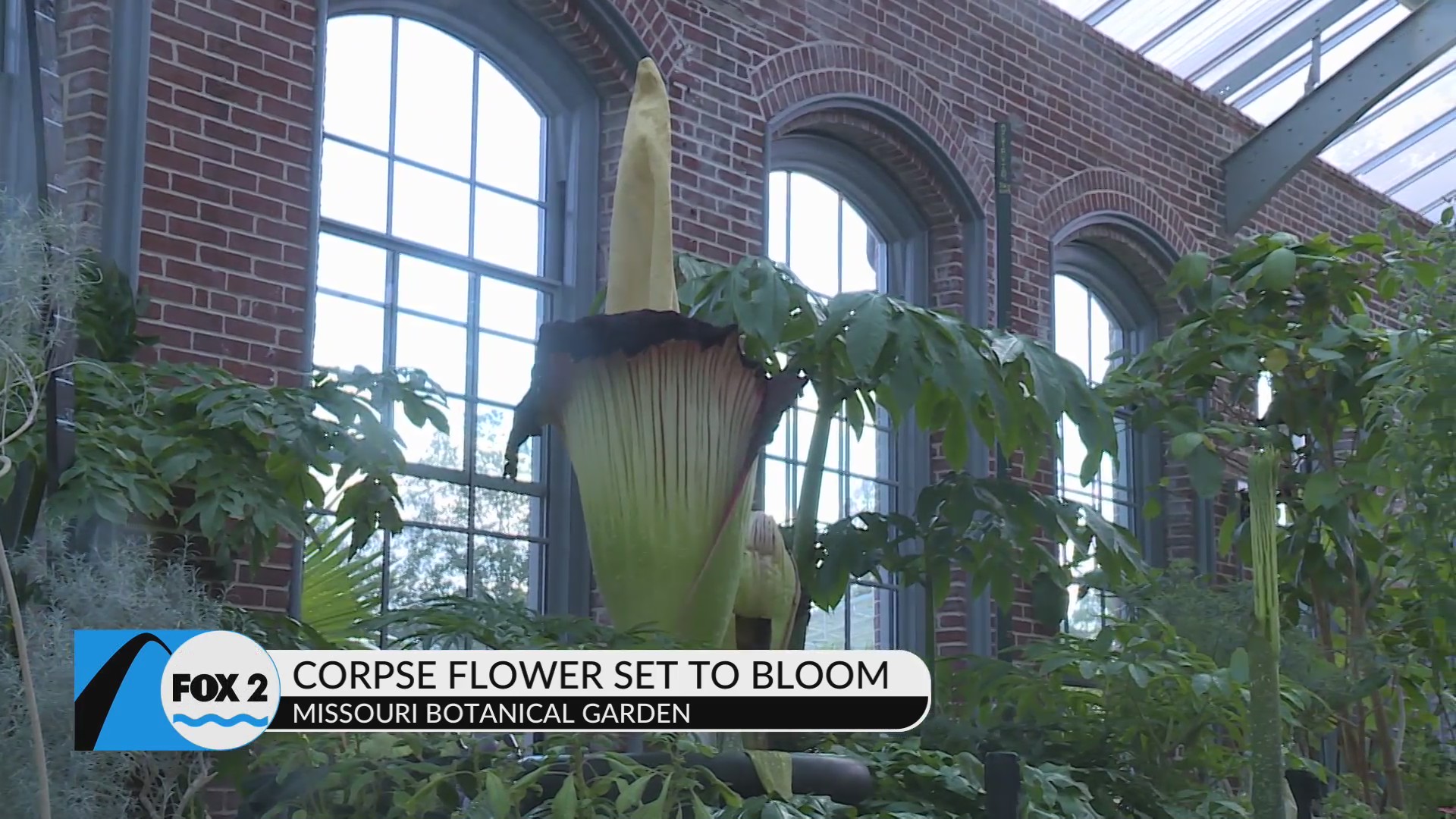 Trending Topics: Corpse Flower to bloom at Botanical Garden – FOX 2
