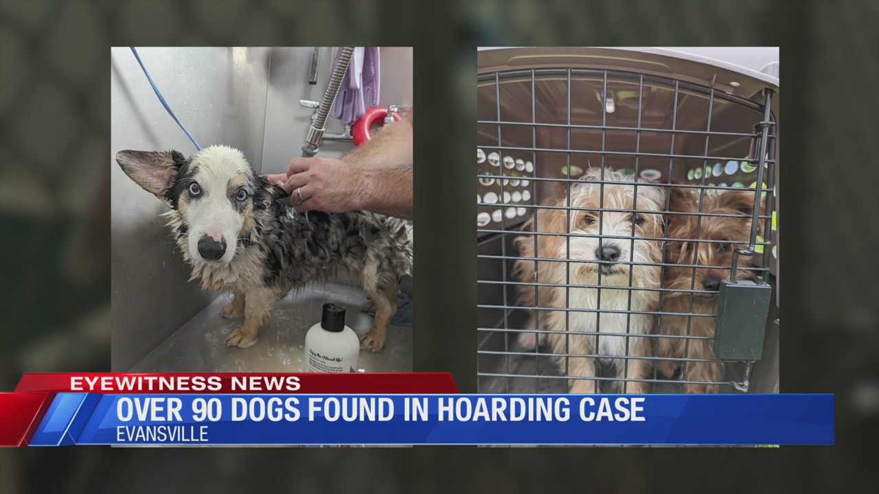 Over 90 dogs found in hoarding case – Eyewitness News (WEHT/WTVW)