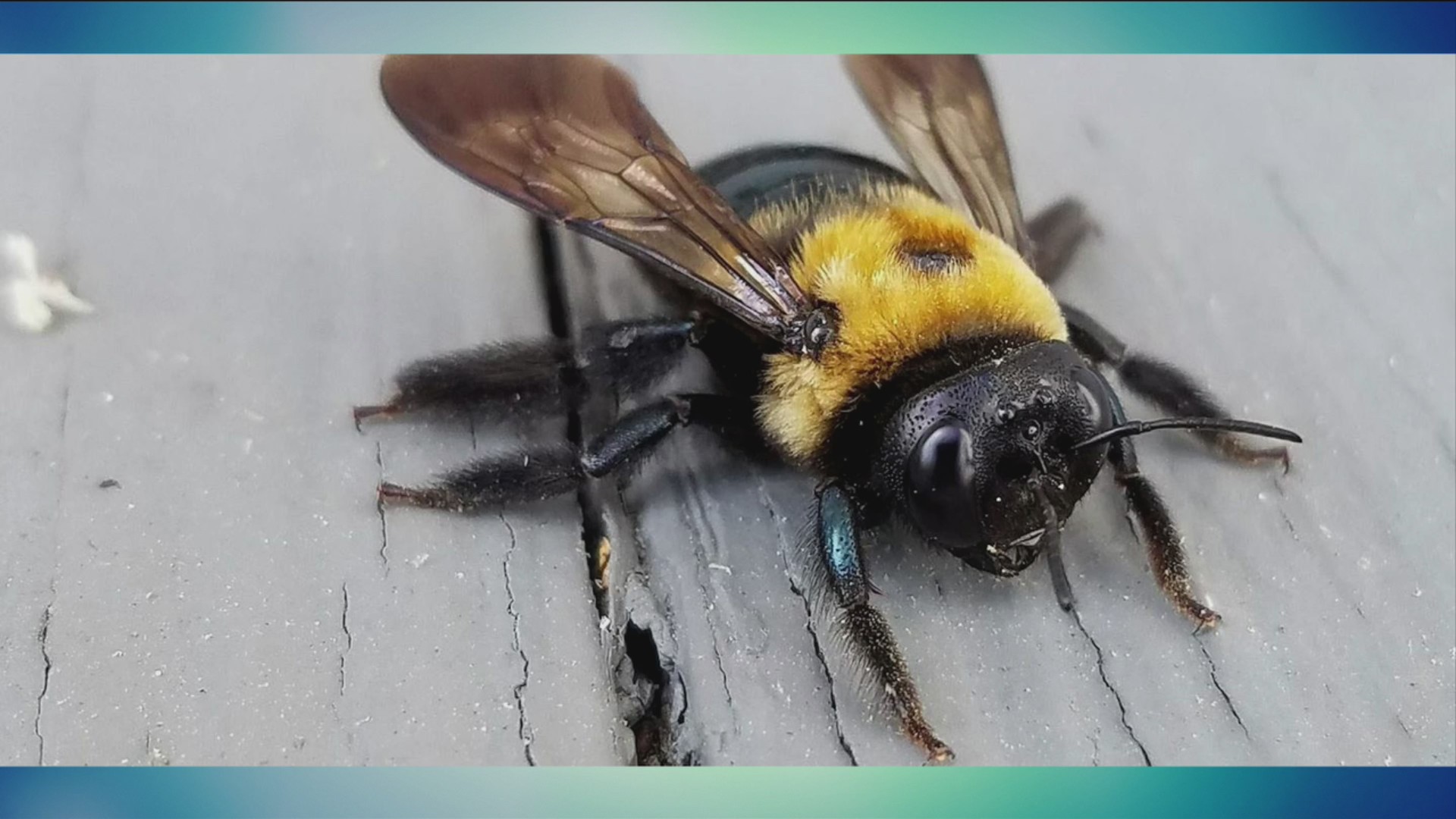 Pointe Pest Control: Pest Test – 4/30/25 – Fox 59
