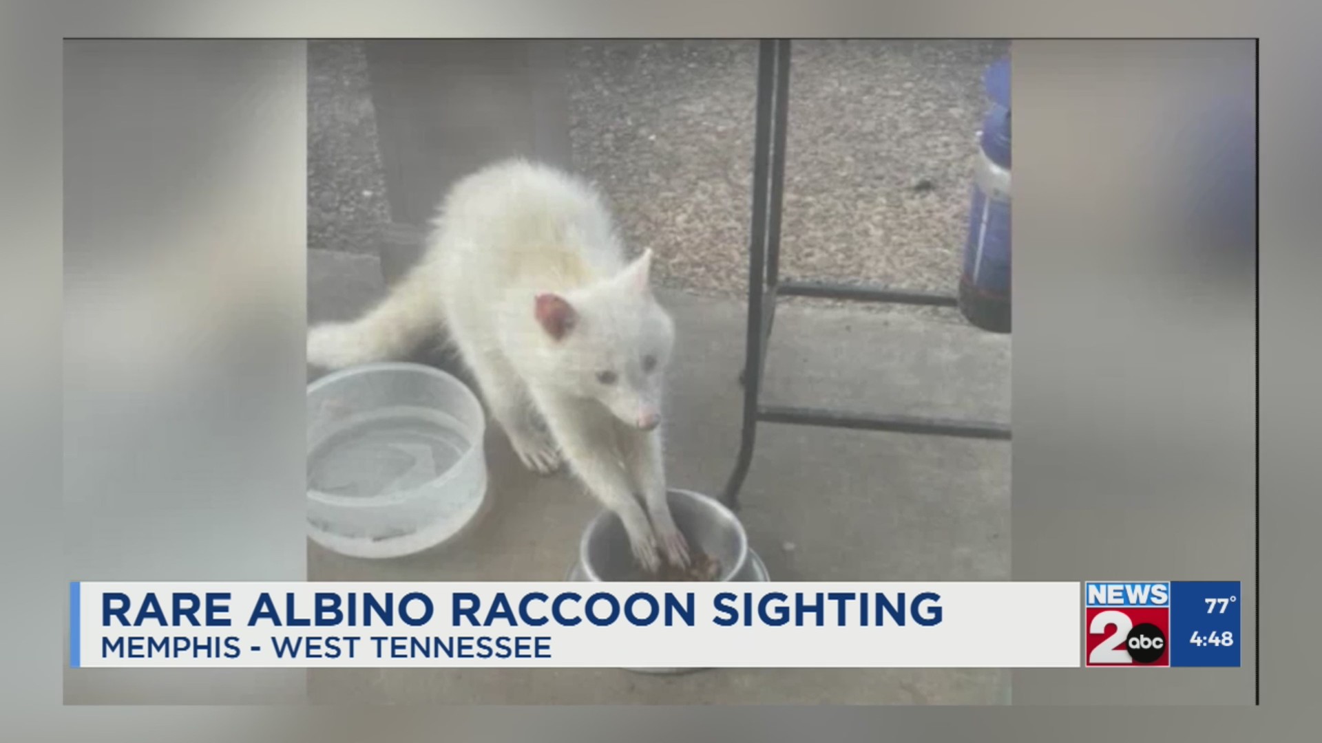 Rare albino raccoon sighting – WKRN News 2