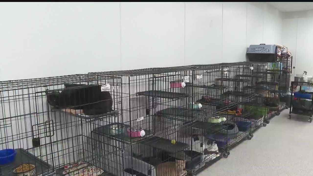 Crap Project Animal Charity gets money to curb stray cat problems – WKBN.com