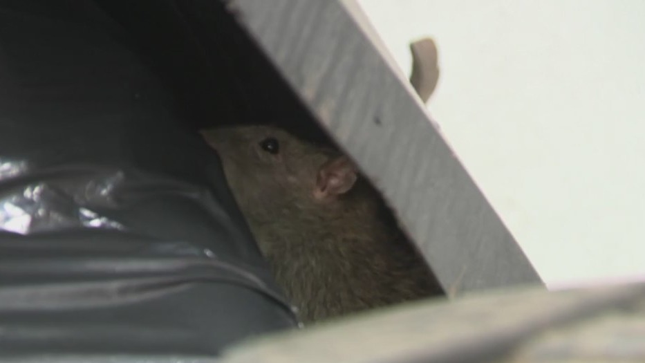 Bin changes coming to NYC to reduce the rat population PIX11