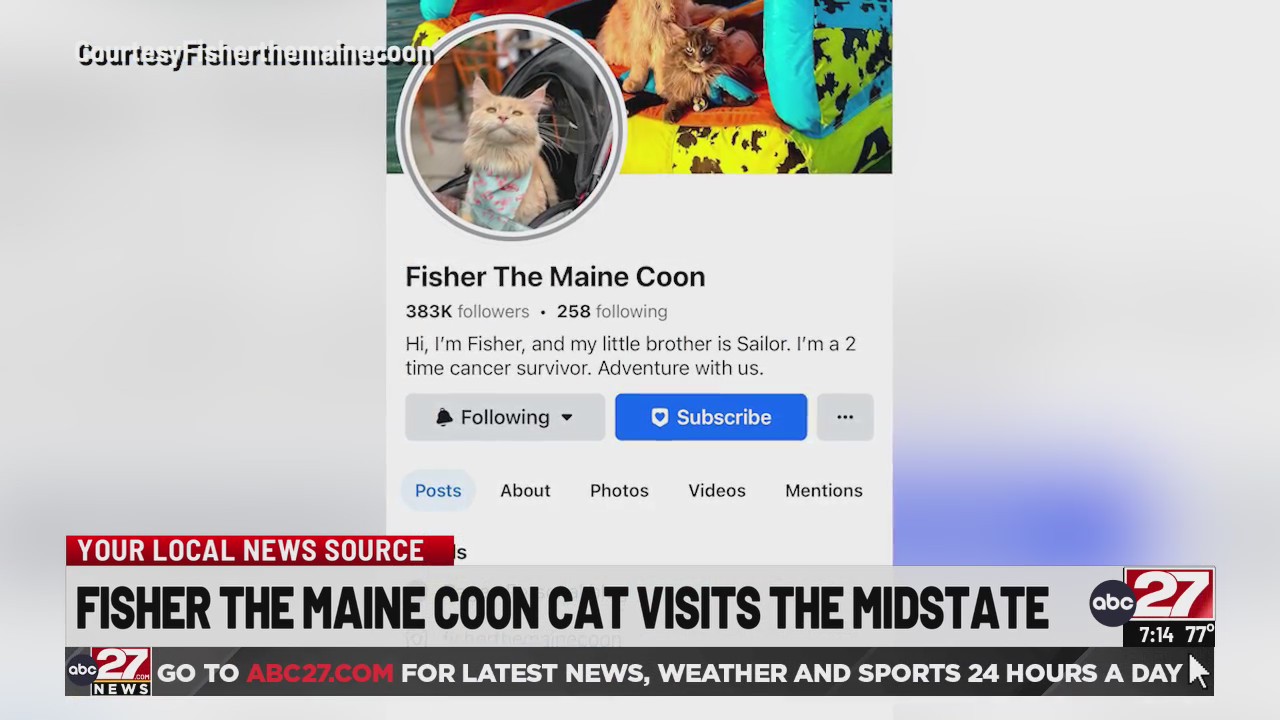 Fisher the Maine Coon Cat visits the Midstate ABC27