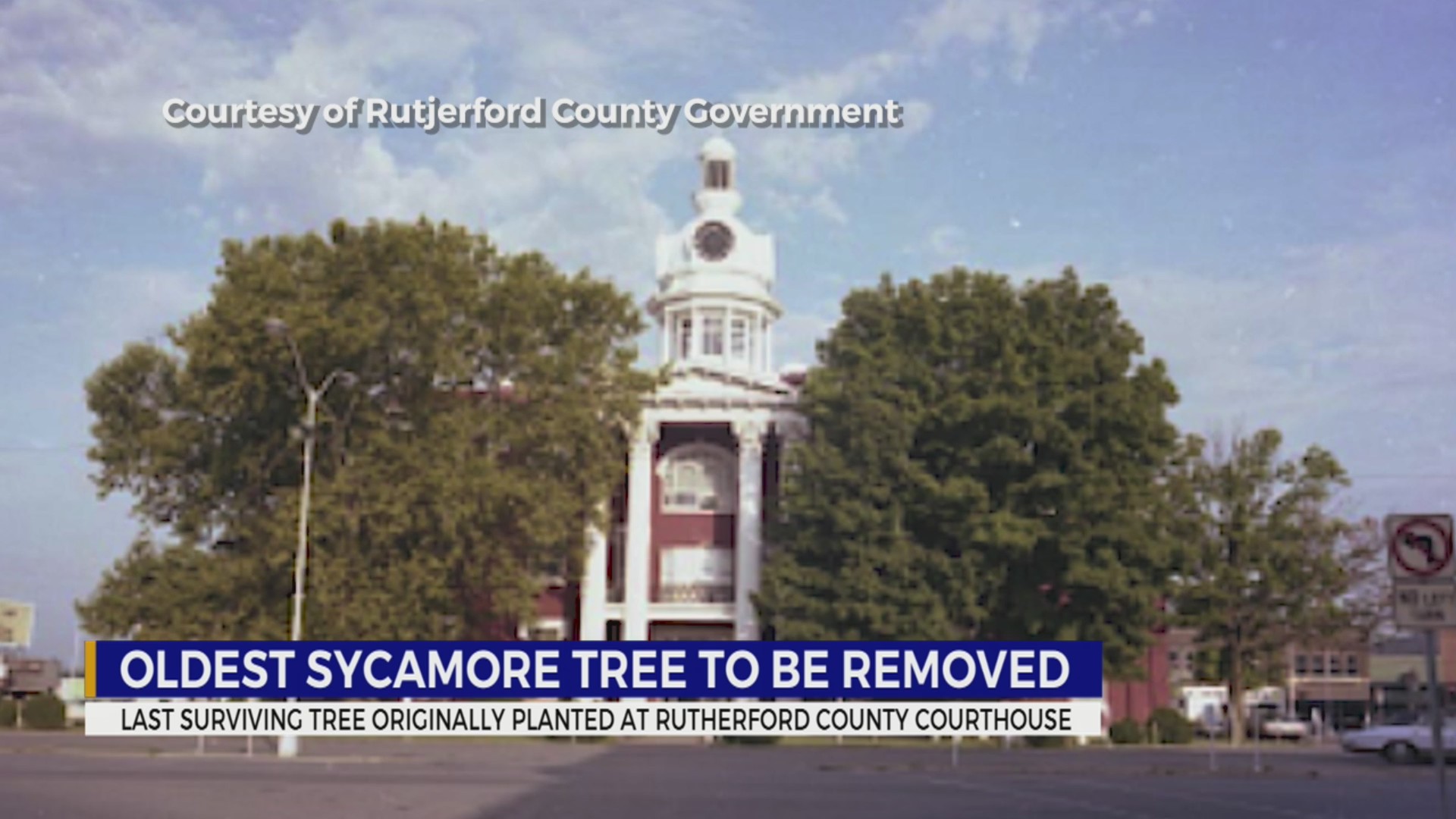 Historic sycamore tree to be removed in Rutherford County WKRN News 2