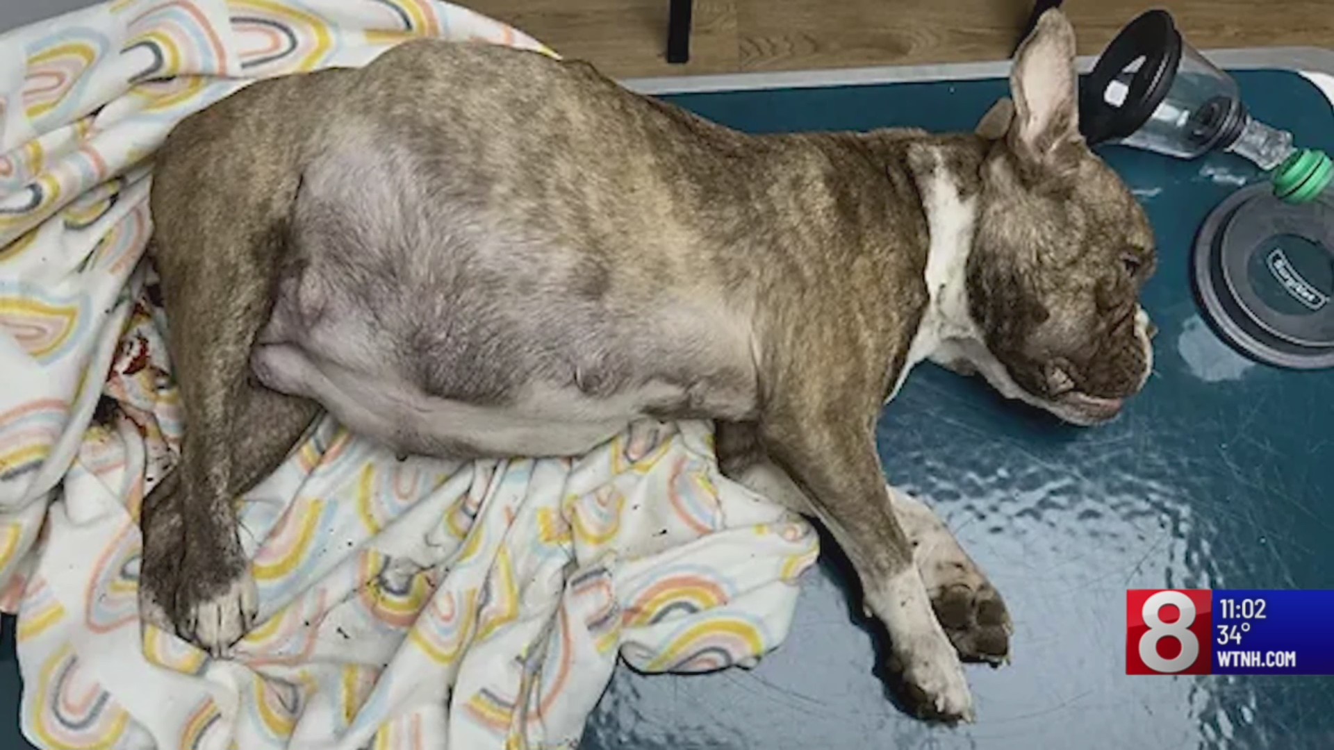Police investigating after pregnant dog was found abandoned in an East ...