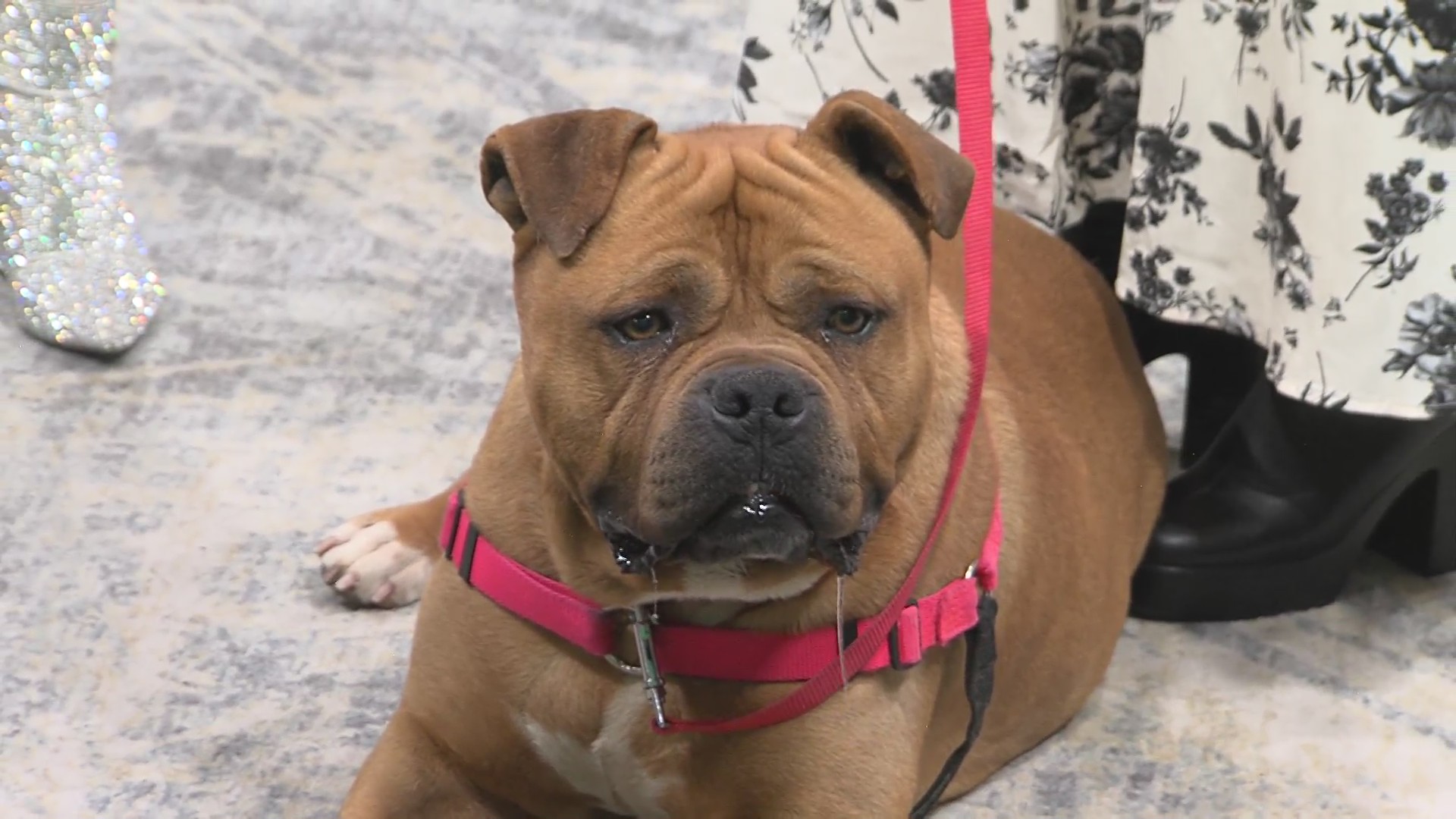 Animal Humane New Mexico partners with 15/10 Foundation to help shelter ...