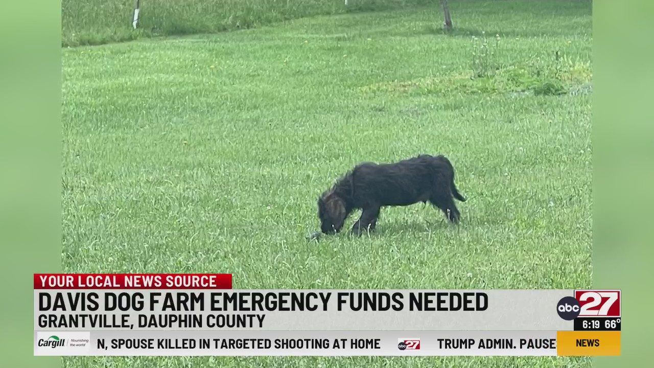 Davis Dog Farm needs emergency funds – 28/22 News
