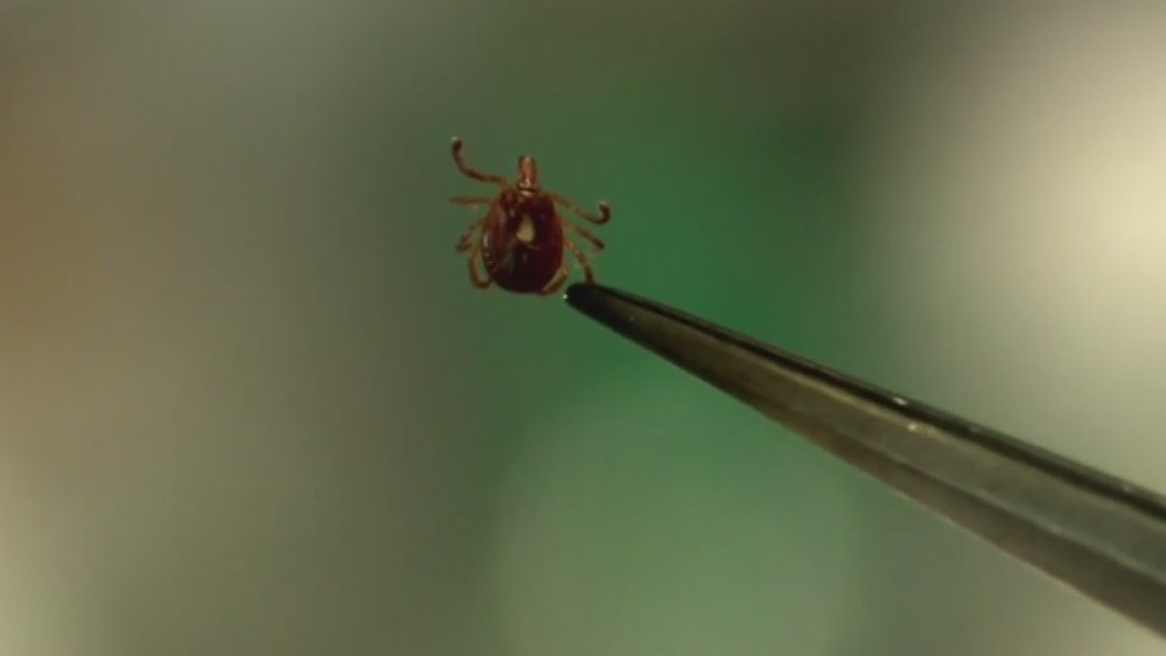 Tick bites cause surge in emergency - 047AC3E1FDD54915072399B3841CEF22 