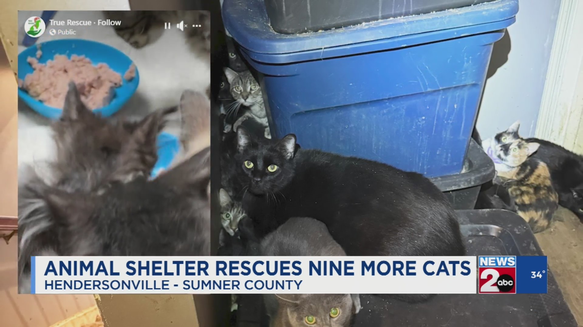 Animal shelter rescues nine more cats – WKRN News 2