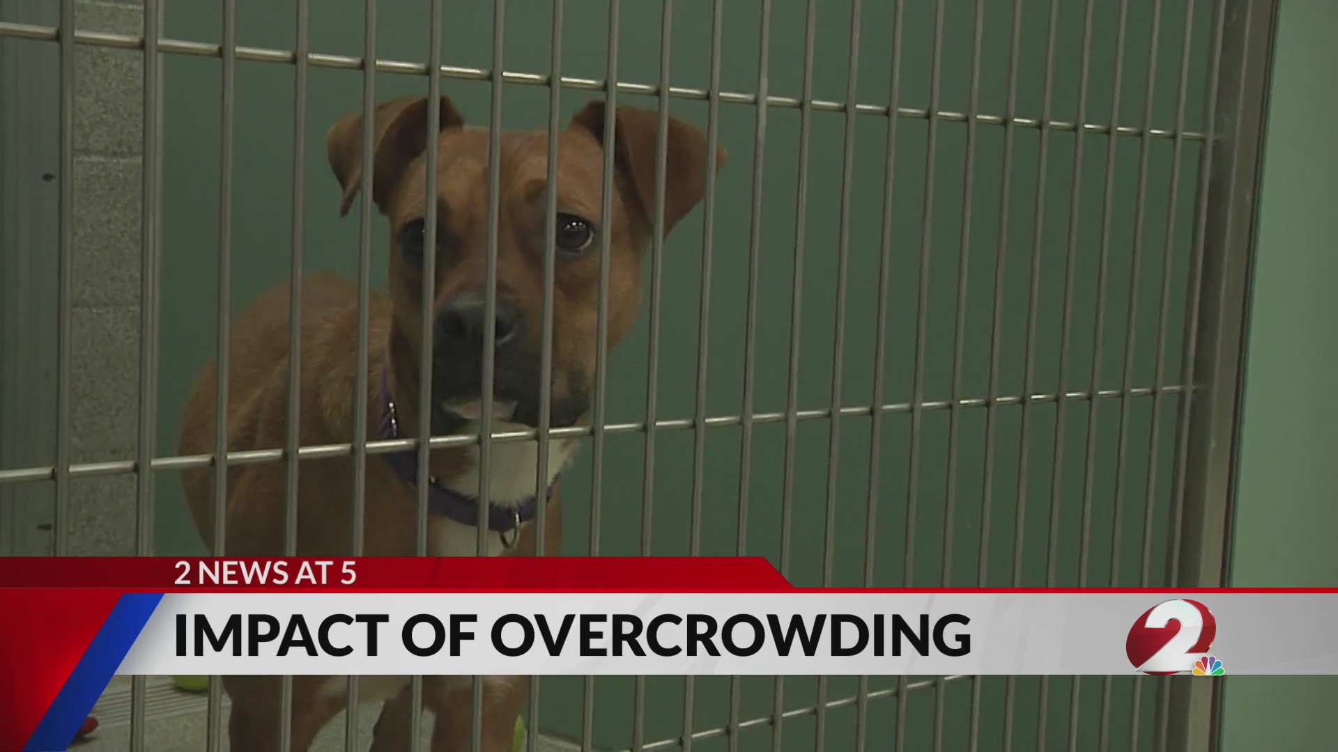 Five on 2: Impact of overcrowding on animal shelters – WDTN.com