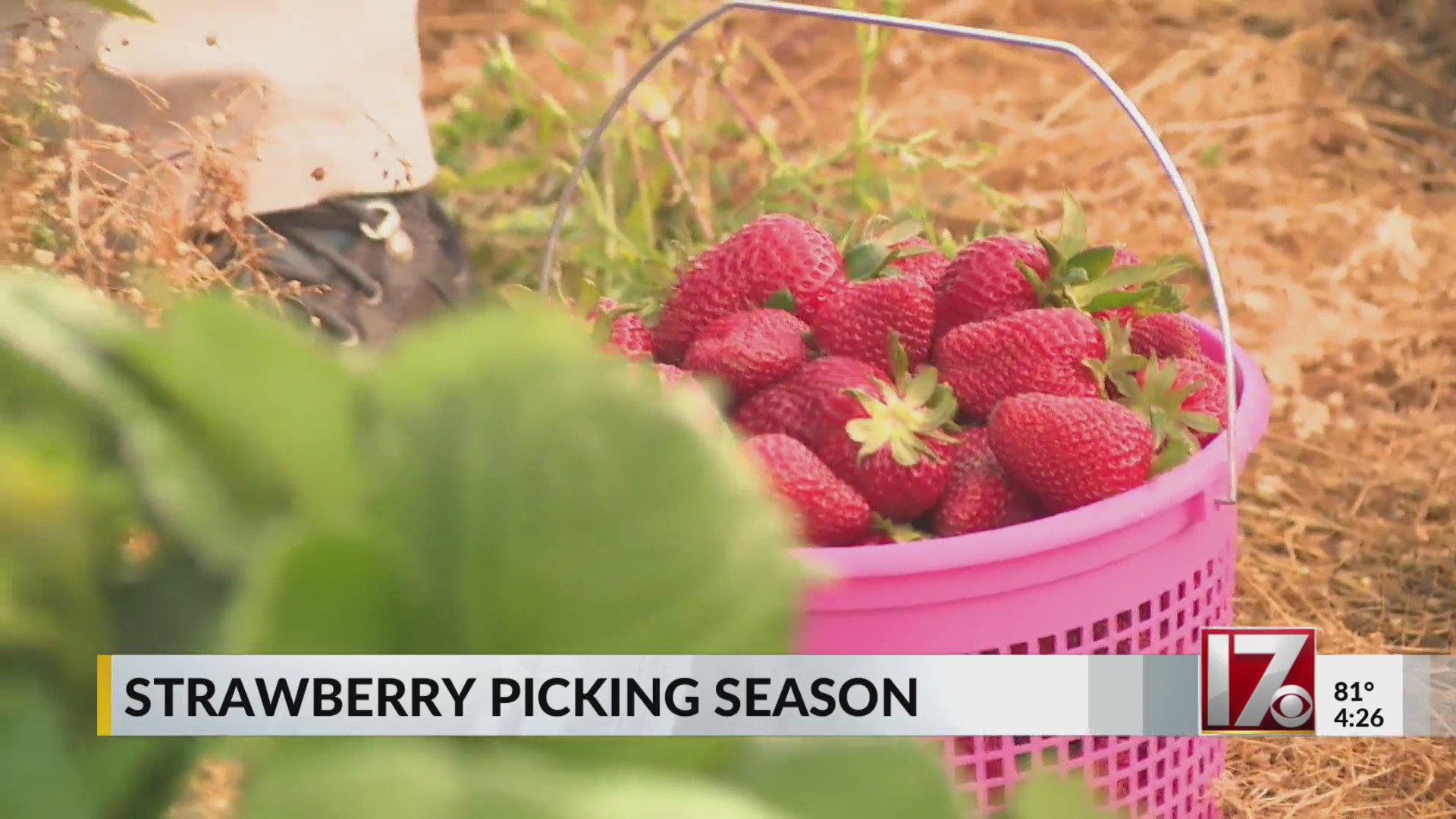 Strawberry season across North Carolina – CBS17.com