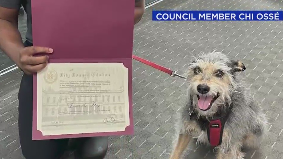 NYC Council honors dog who killed over 200 rats – PIX11