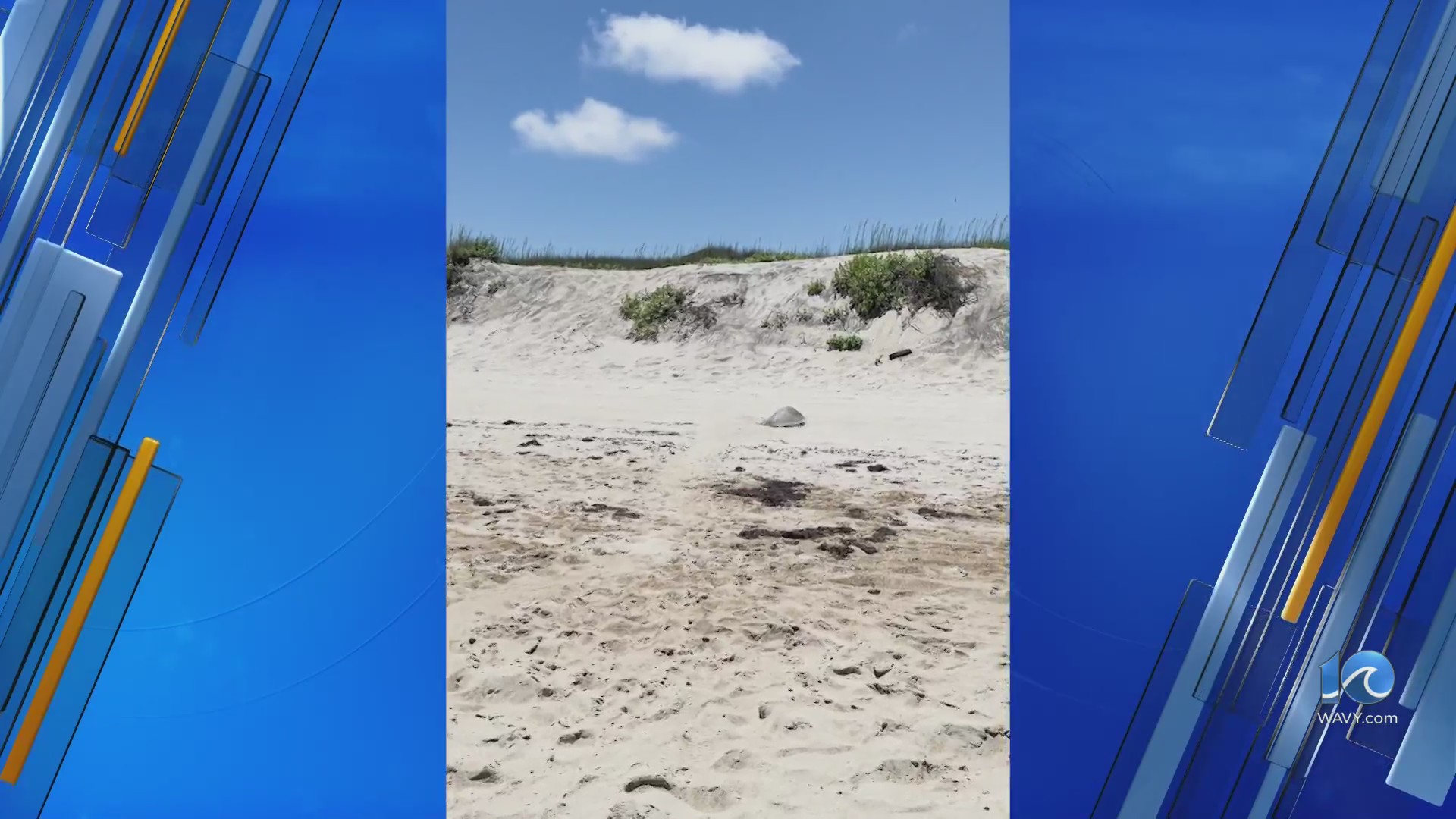 Rare sea turtle nesting video on the Outer Banks – WAVY.com
