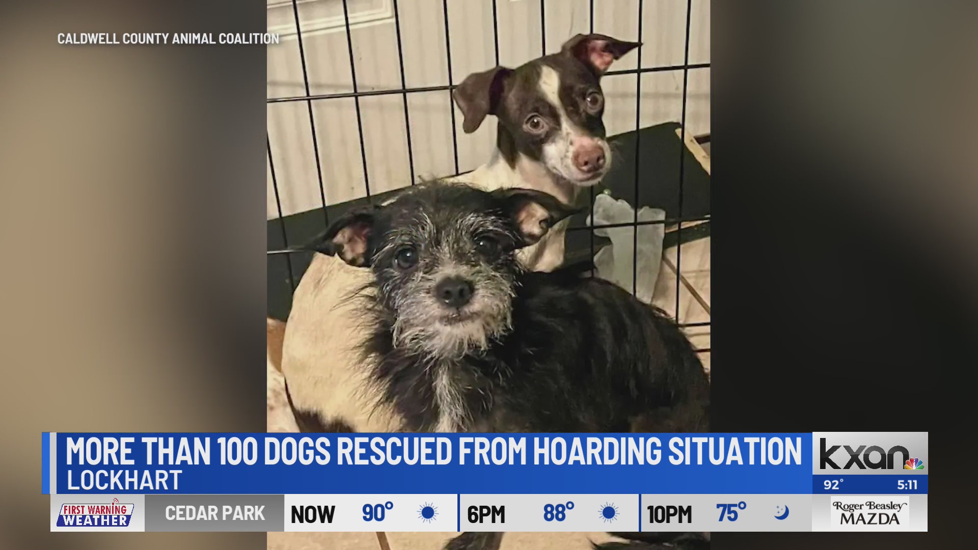 Animal rescues save 100+ dogs from Lockhart hoarding situation – KXAN ...