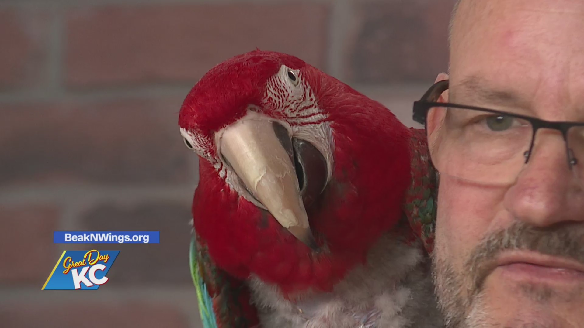 Photo inspiration: Visual Reference: Pet Pick Willow The Green Winged Macaw Fox 4 Kansas