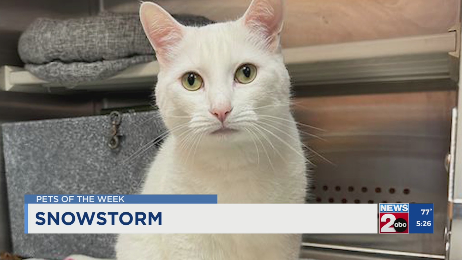 Pets of the Week for Aug. 12, 2025 – WKRN News 2