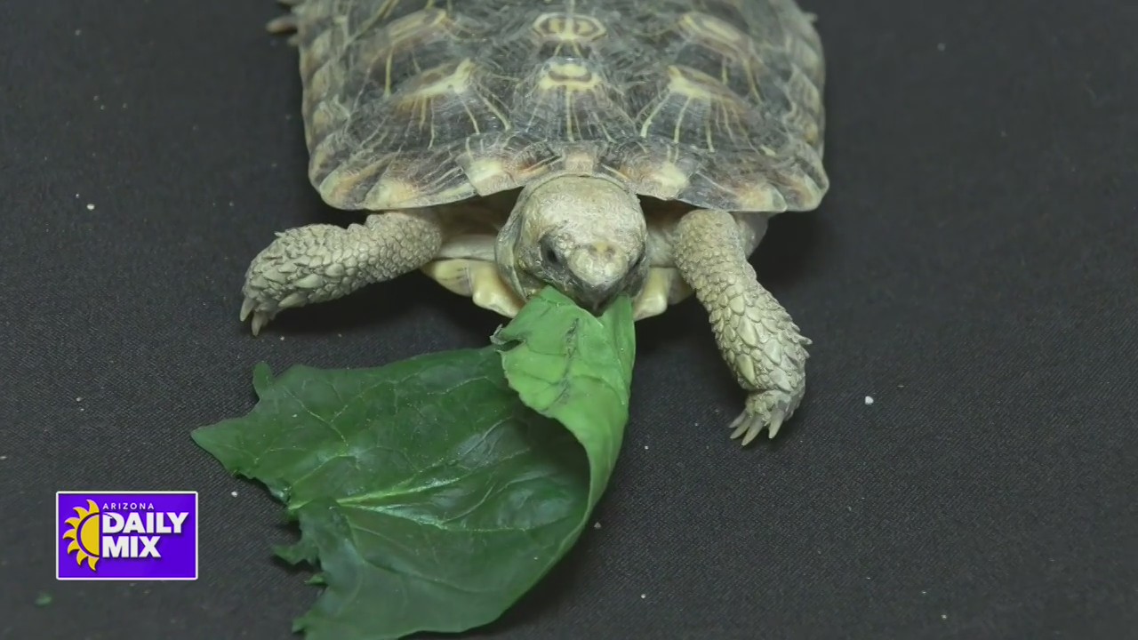 Take a closer look at Pancake Tortoises – CW7 Arizona