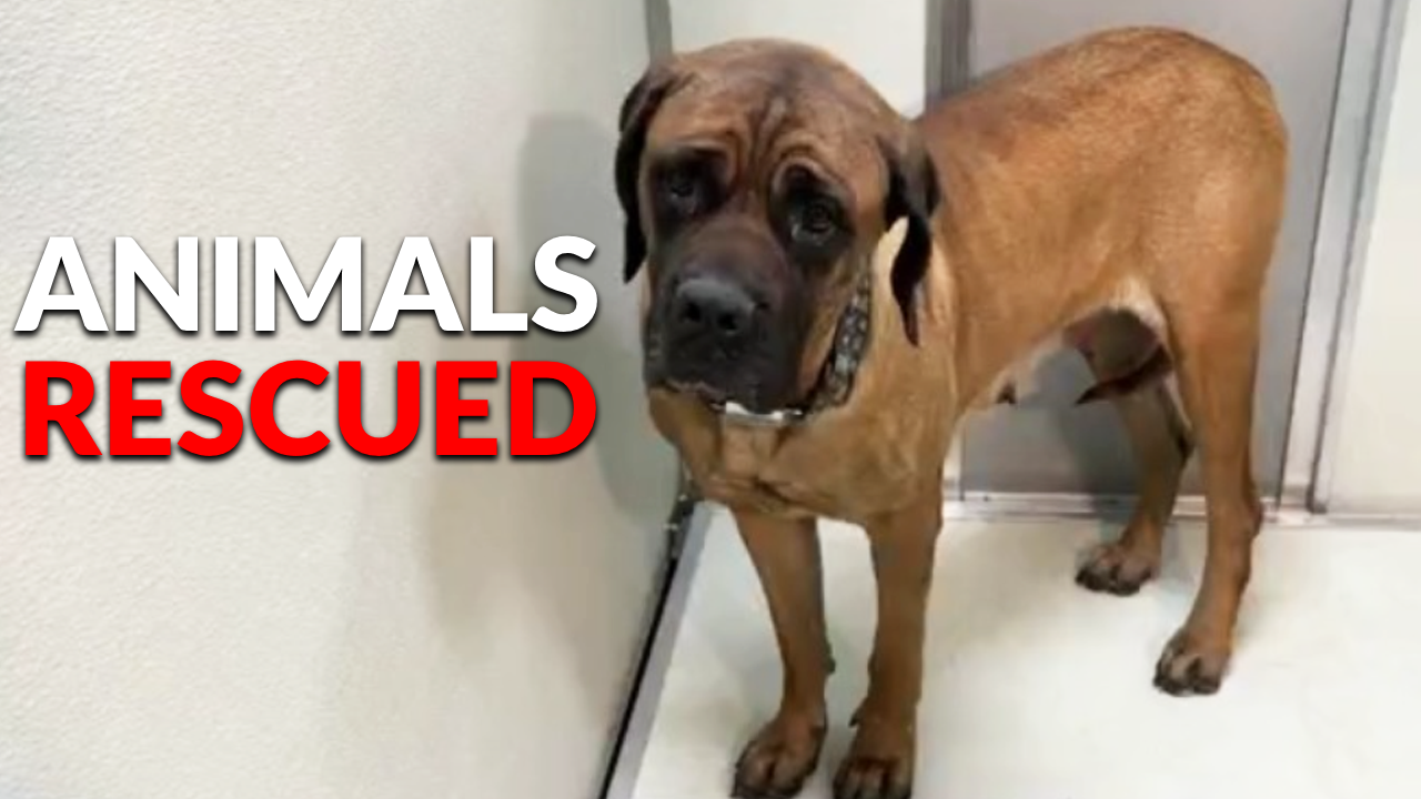 43 animals rescued after found living in deplorable conditions at ...