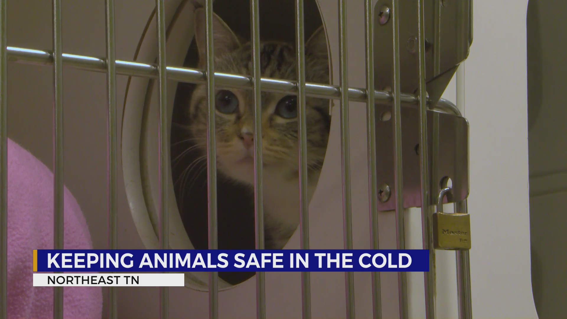 Keeping your pets warm – WJHL | Tri-Cities News & Weather