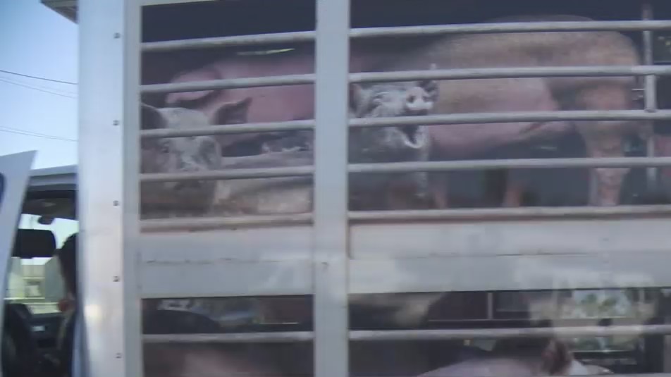 PETA holds protest outside Mission BBQ Eyewitness News (WEHT/WTVW)