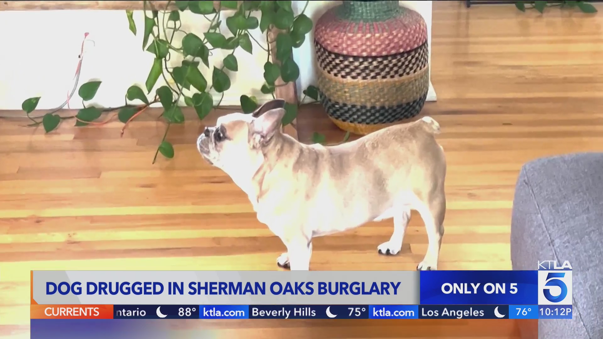 Thief likely drugged dog during home burglary in Sherman Oaks – KTLA