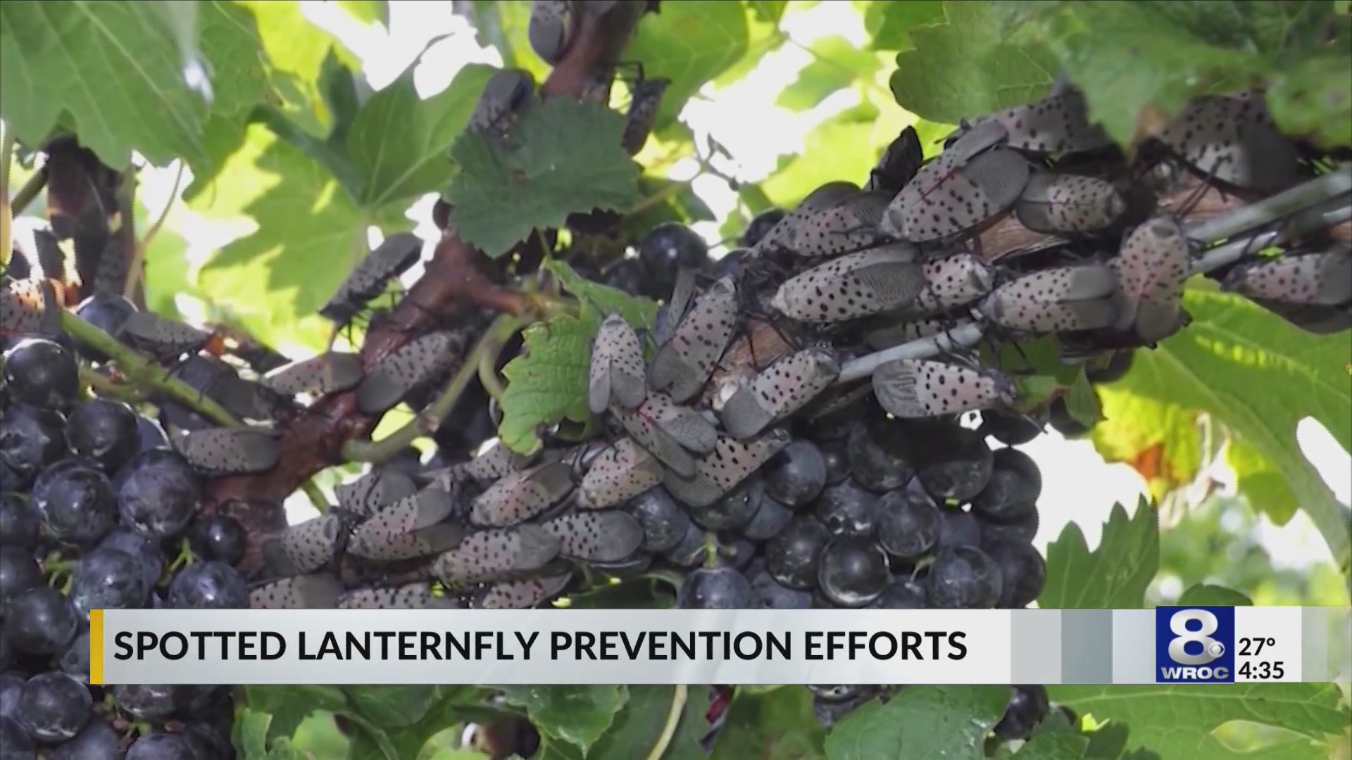 Flying Grape Insects The silent invader: Spotted Lanternfly threatens NY’s grape industry ...