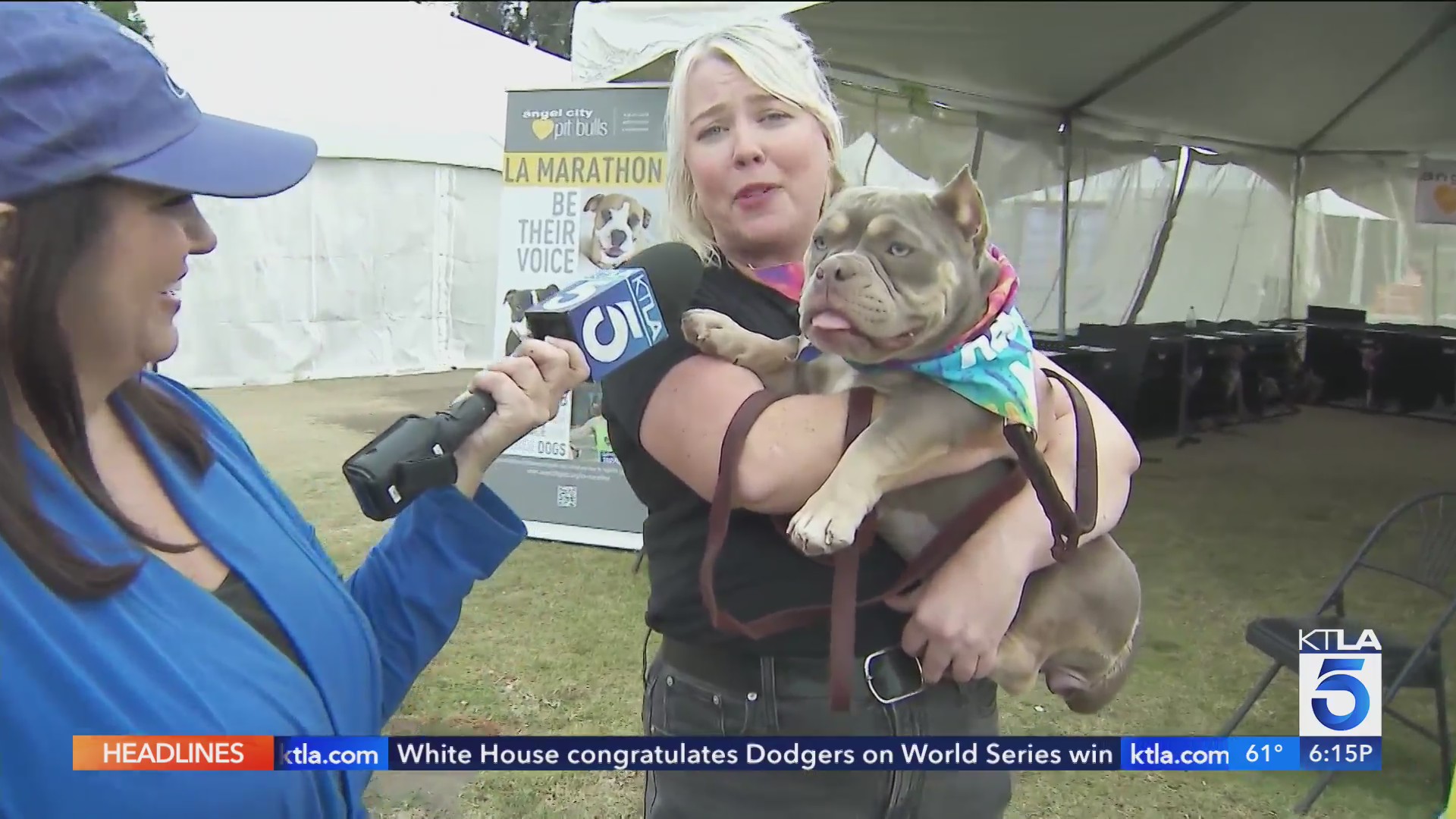 Hundreds of pets looking for homes during Super Adoption event in L.A ...