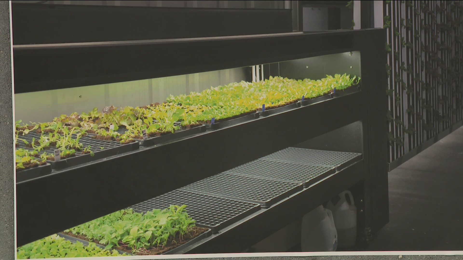 YSS Rooftop Gardens – who13.com