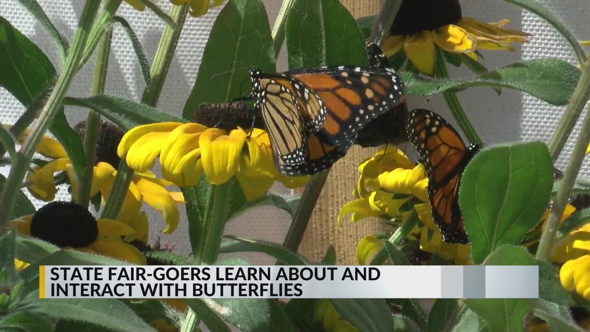 New Mexico State Fair hosts exhibit on butterflies KRQE NEWS 13