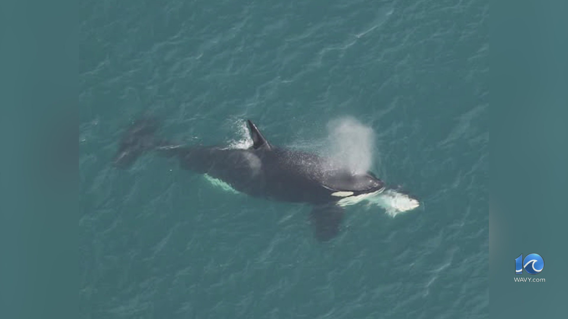 OBX orca sighting uncommon, but not unexpected – WAVY.com