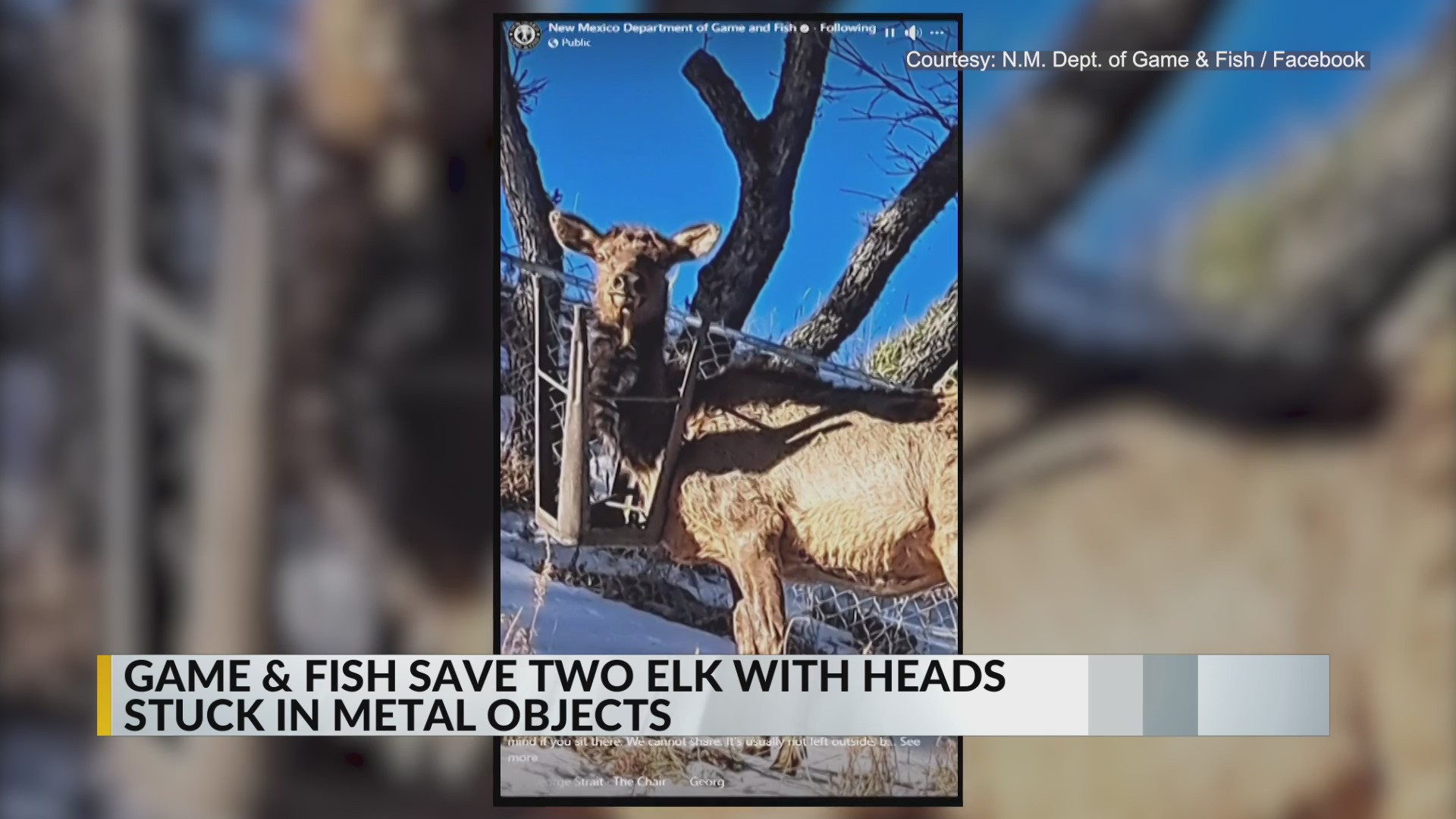 New Mexico Game and Fish save two elk with heads trapped KRQE NEWS 13 Breaking News