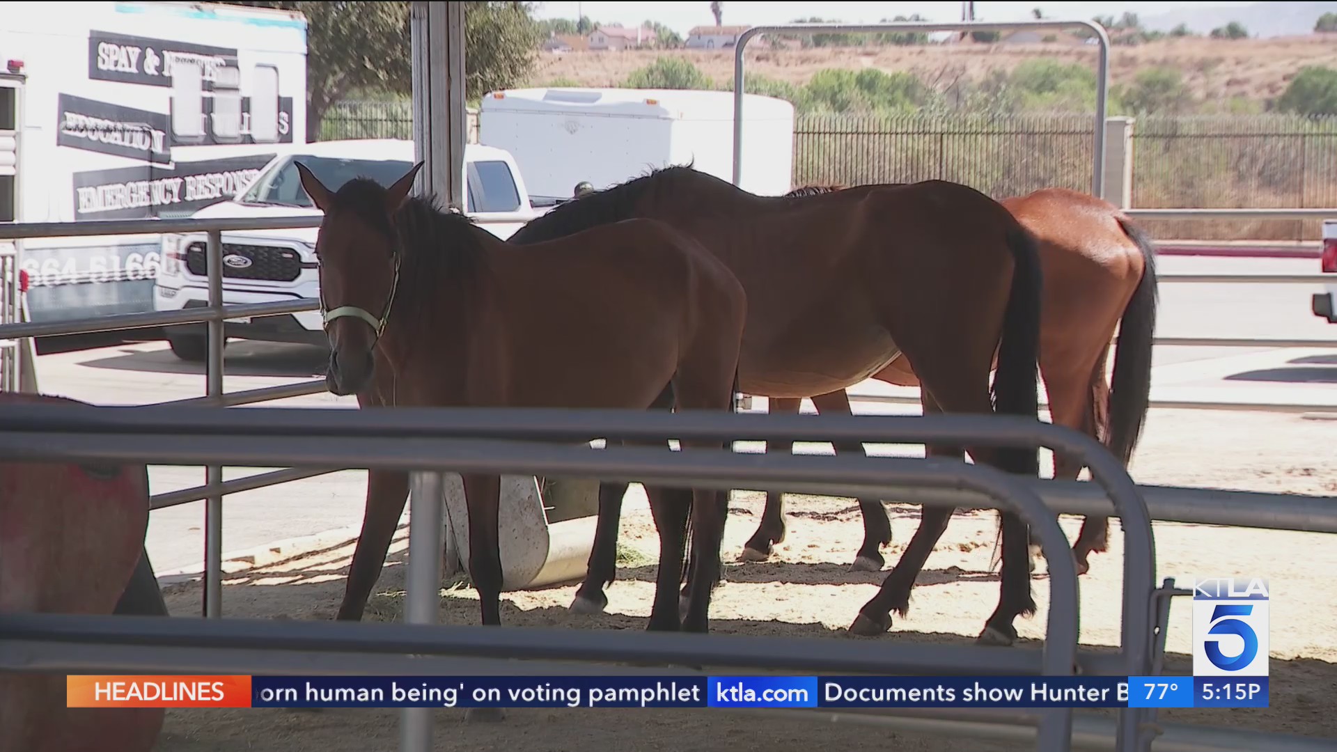 Riverside County man arrested after animals found emaciated ...