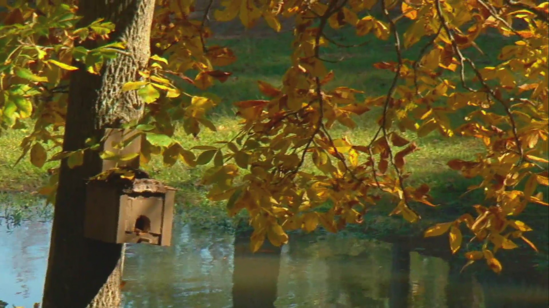 Mississippi’s fall foliage is a sight to behold – WJTV