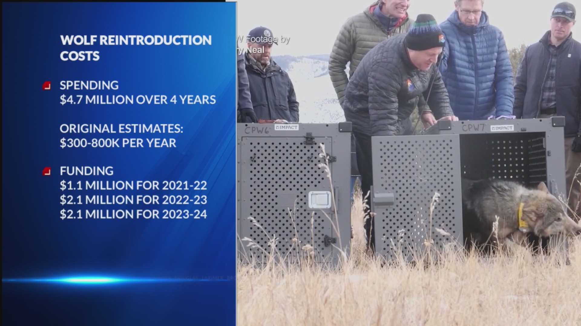 Colorado has spent 4.7M on wolf reintroduction so far FOX31 Denver