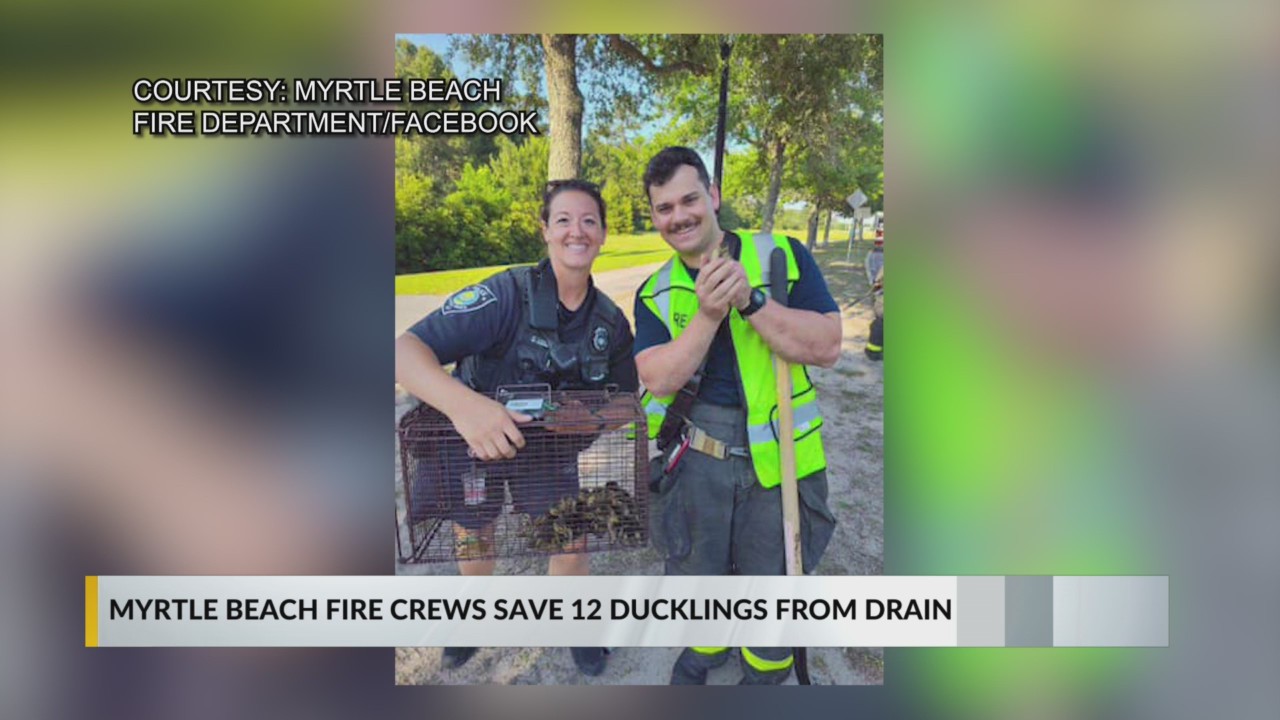 PHOTOS: Myrtle Beach fire crews rescue 12 ducklings from drain – WBTW