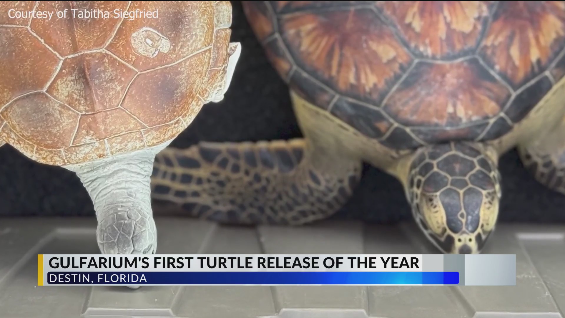 Gulfarium releases 3 sea turtles after weeks of special care – WKRG News 5