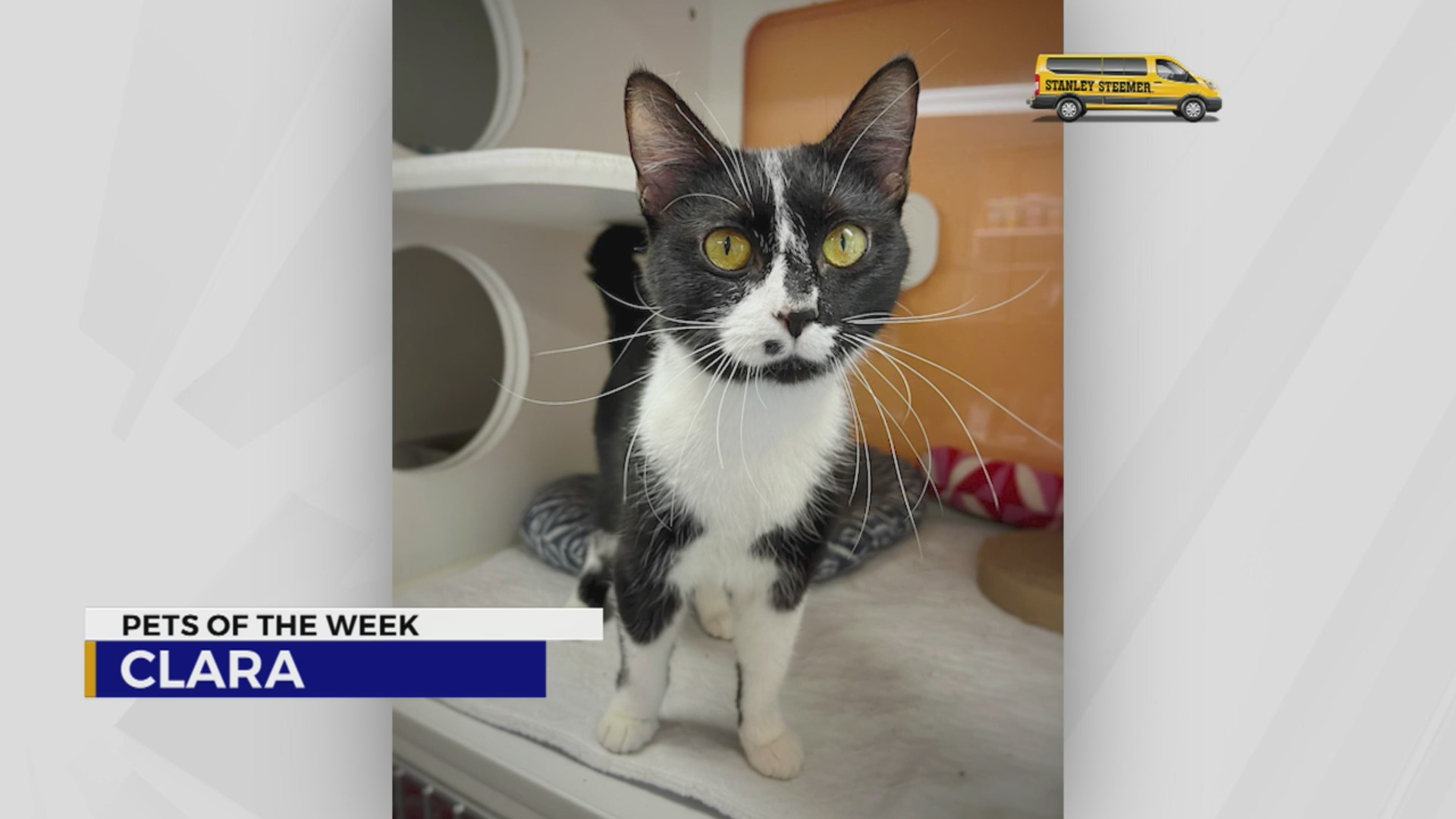 Pets of the Week for Oct. 1, 2024 – WKRN News 2