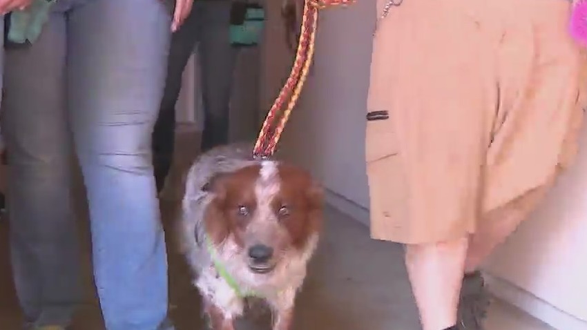 Lost pets on the Fourth of July – FOX 5 San Diego & KUSI News