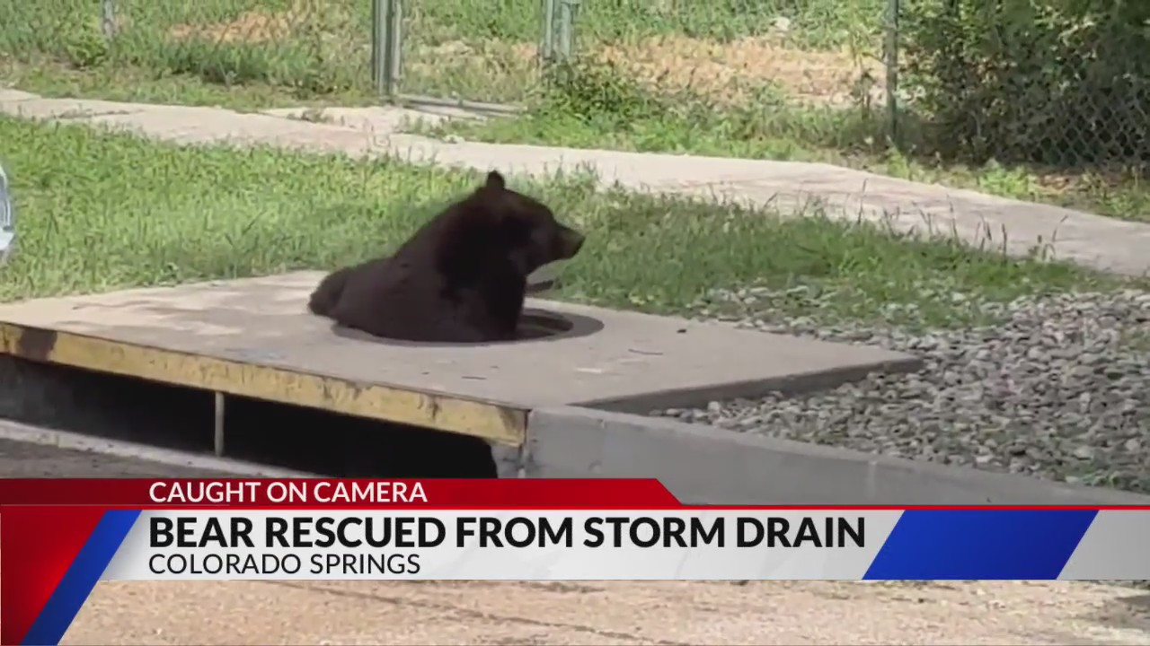 Bear rescued from storm drain in Ivywild neighborhood – FOX21 News Colorado