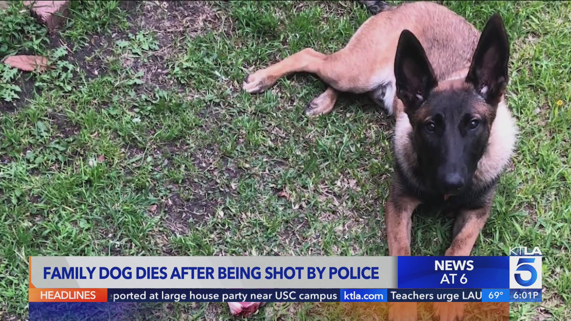 Family dog fatally shot by Santa Ana police, sparking outrage – KTLA