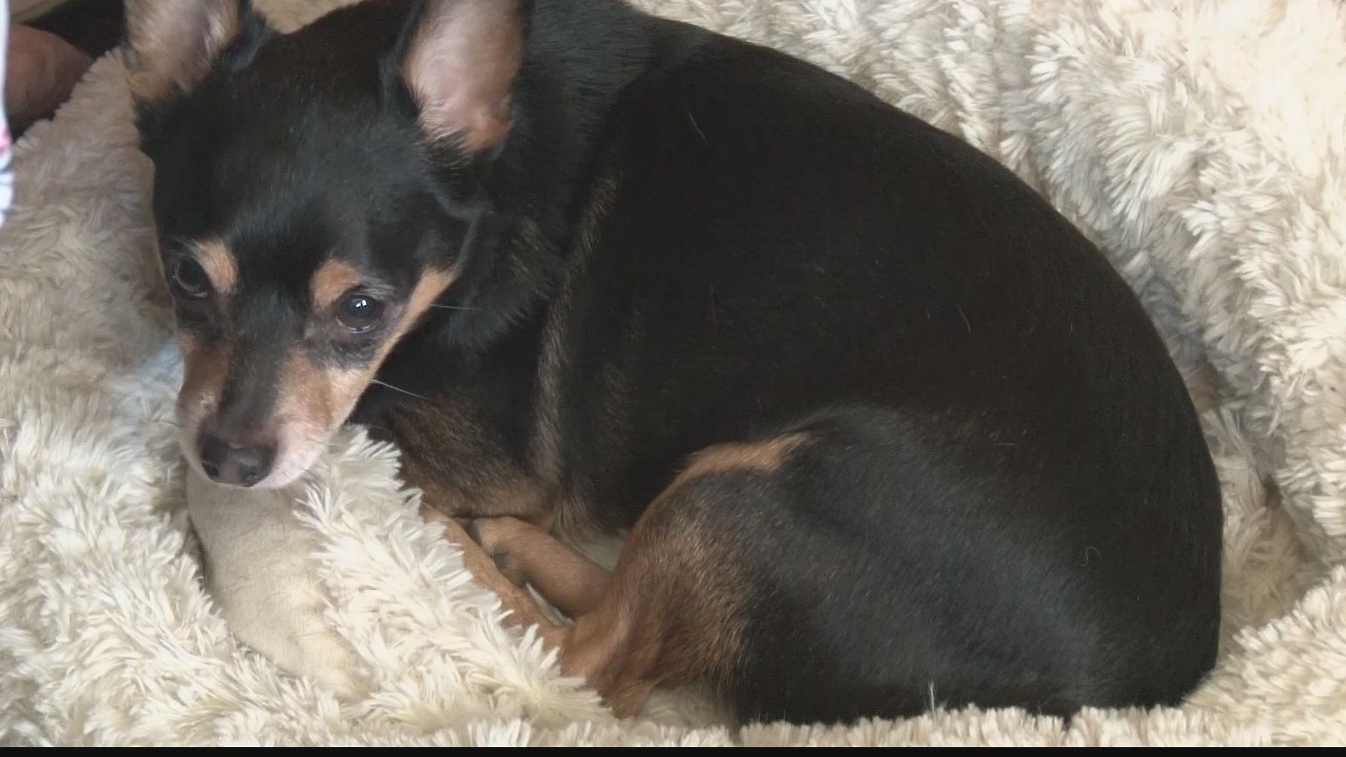 Investigation into abandoned dog reveals initial story was fabricated ...